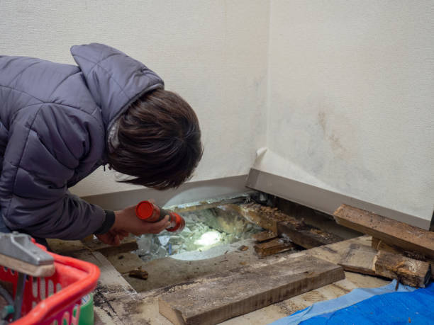 Best Black Mold Removal  in Holbrook, NY