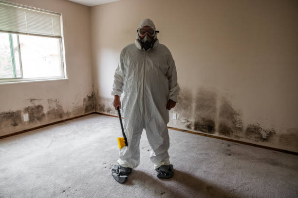 Best Mold Remediation for Vacation Homes  in Holbrook, NY